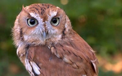 Owl Walk at Renfrew Park