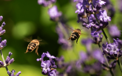 Bees are the BEST!