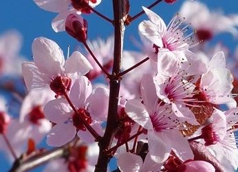 Foto Find Week #4 – Cherry Blossoms