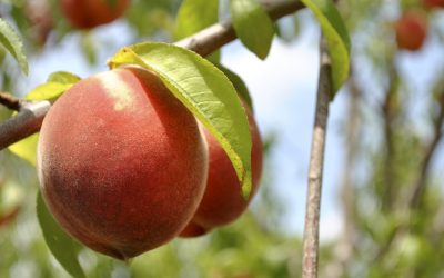 Celebrate Peach Month With Chambersburg & Franklin County Peaches