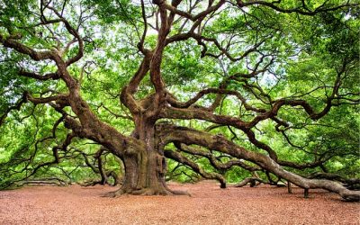 America250PA Holds Liberty Tree Ceremony in Franklin County