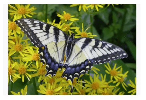 Good, Bad, and Beautiful Insects in the | Penn State Extension, Chambersburg