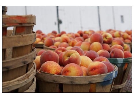 Produce & Available Fresh Fruit | Tracey’s Orchard, Greencastle