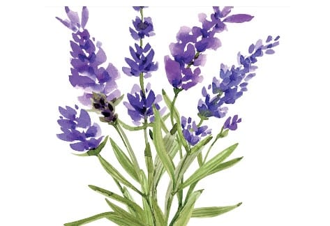 Watercolor Florals; Lavender | Grayce Gardens, Chambersburg