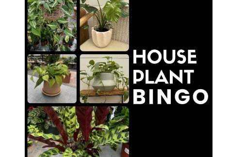 House Plant Bingo | Grayce Gardens, Chambersburg