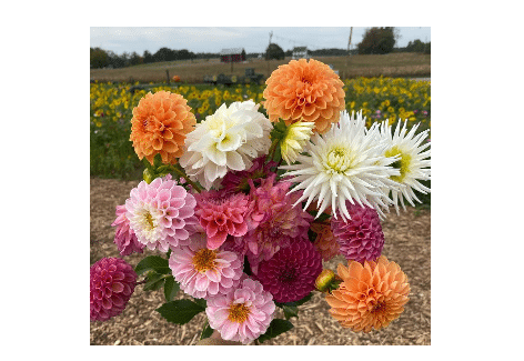 Sip-n-Sip: A Relaxing Evening In The Flower Garden | Country Creek Produce Farm, Chambersburg