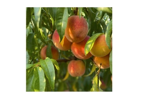 PICK YOUR OWN PEACHES | Country Creek Produce, Chambersburg