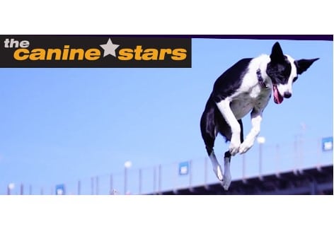 The Canine Stars | Luhrs Performing Arts Center | Shippensburg