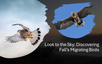 Look to the Sky Lunch & Learn: Fall’s Migrating Birds