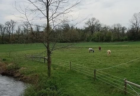 Weed Walks with Extension: Pasture Weed ID and Control | Penn State Extension, Chambersburg