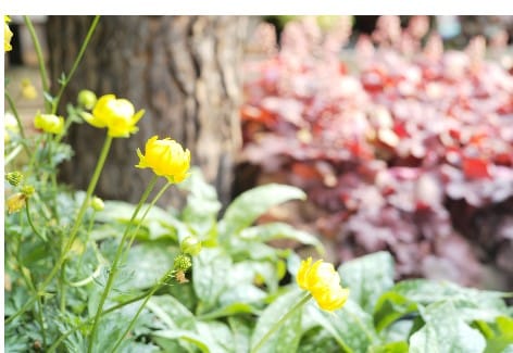 The Garden Hotline is Open for the Gardening Season | Penn State Extension, Chambersburg