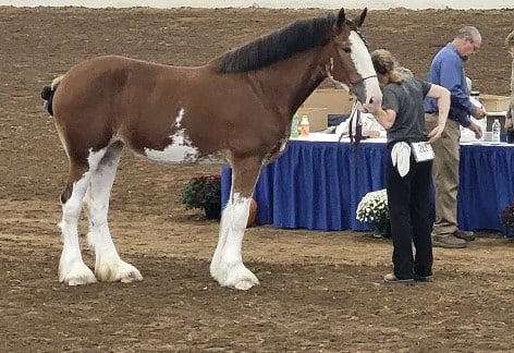 Clydesdales At Snider’s Elevator, Mercersburg